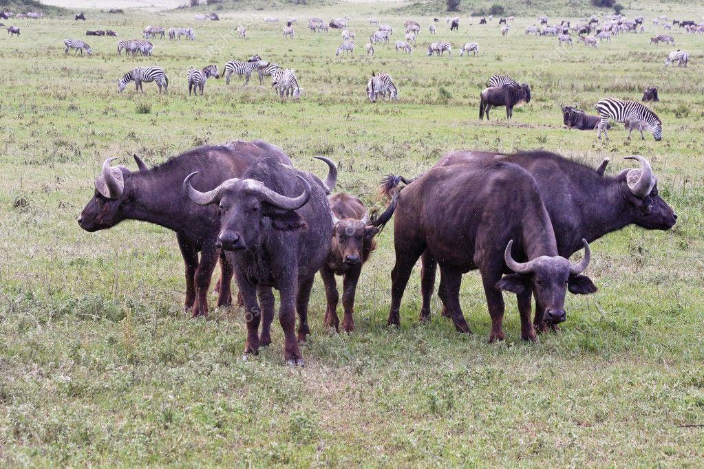 These are cape buffalo in Africa. You see that they have sharp horns. They are deadly horns, but this animal is not a predator. This animal knows that there are predators around.