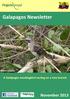 Galapagos Newsletter. Mimus parvulus. A Galápagos mockingbird resting on a tree branch